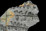 Pennsylvanian Fossil Fern (Neuropteris) - Alabama #112770-1